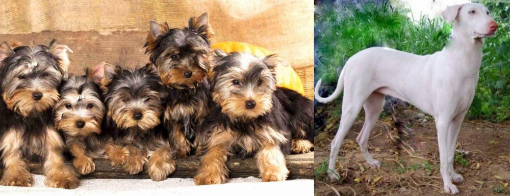 Rajapalayam vs Yorkshire Terrier - Breed Comparison