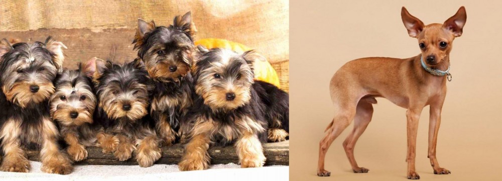 Russian Toy Terrier vs Yorkshire Terrier - Breed Comparison