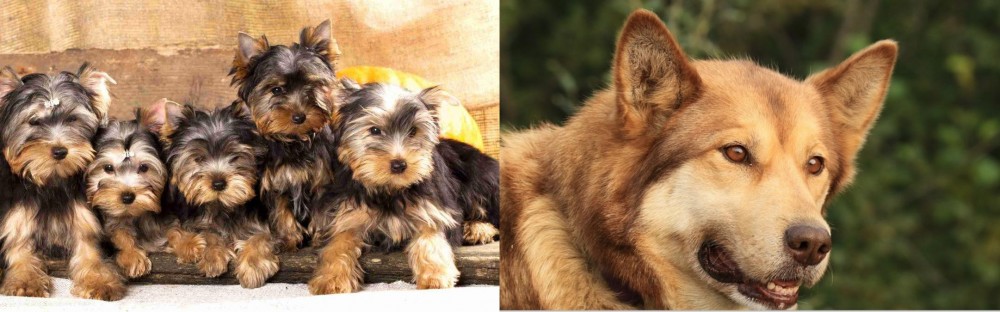Seppala Siberian Sleddog vs Yorkshire Terrier - Breed Comparison