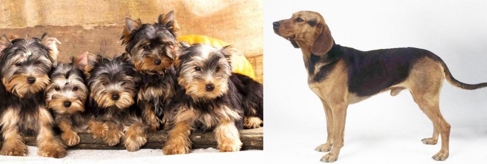 Serbian Hound vs Yorkshire Terrier - Breed Comparison