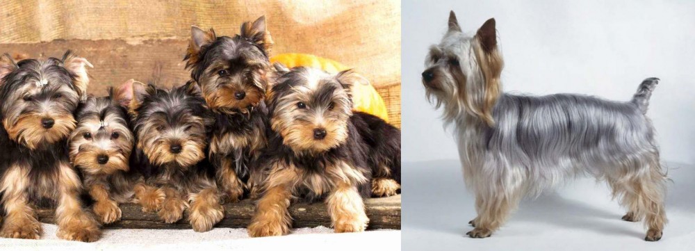 Silky Terrier vs Yorkshire Terrier - Breed Comparison