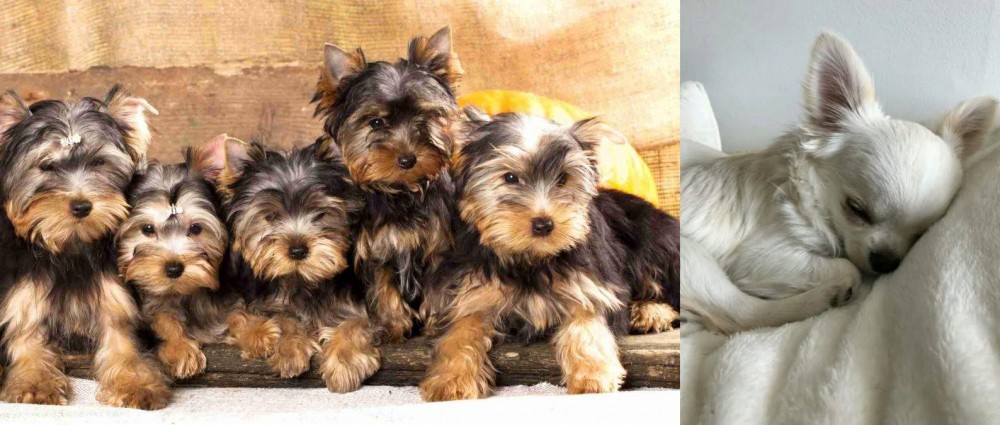 Tea Cup Chihuahua vs Yorkshire Terrier - Breed Comparison