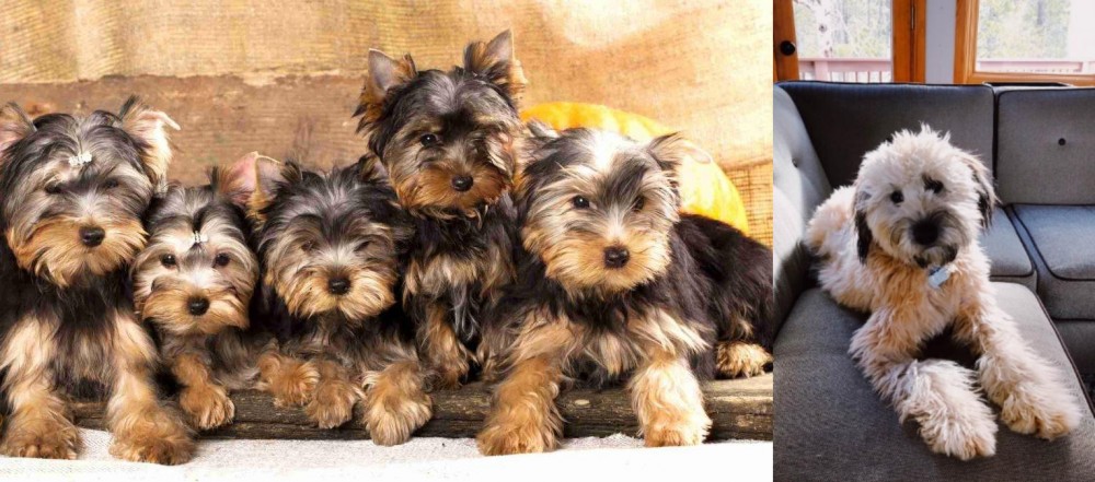 Whoodles vs Yorkshire Terrier - Breed Comparison