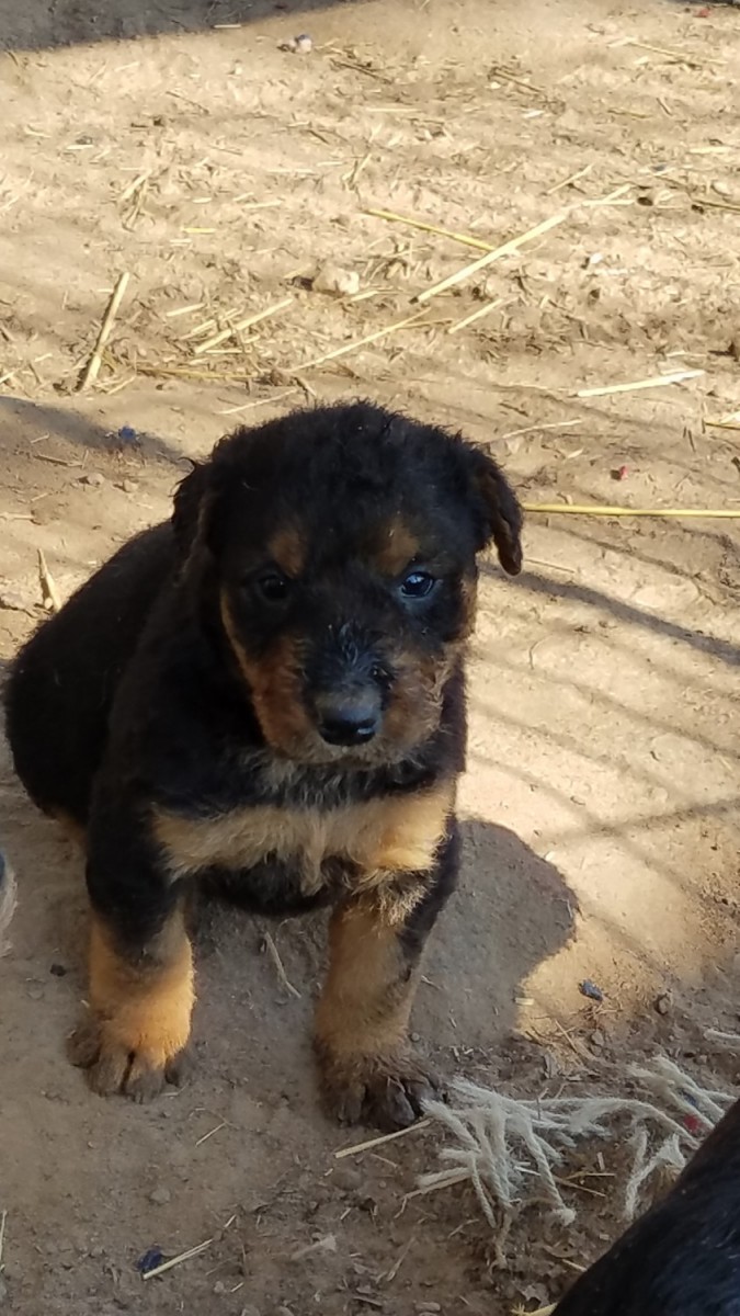 Airedale Terrier Puppies Sale | Gore, OK #5590 | Hoobly.US