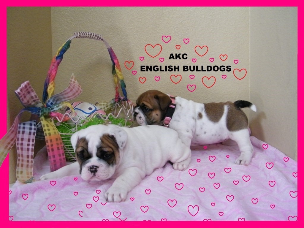 English Bulldog Puppies Sale | Memphis, TN #287 | Hoobly.US
