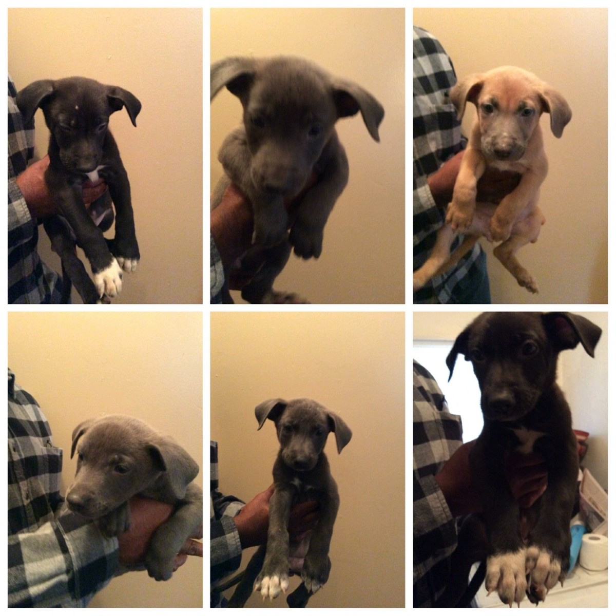 Staffordshire Bull Terrier Puppies Sale | Cleveland, OH #3334