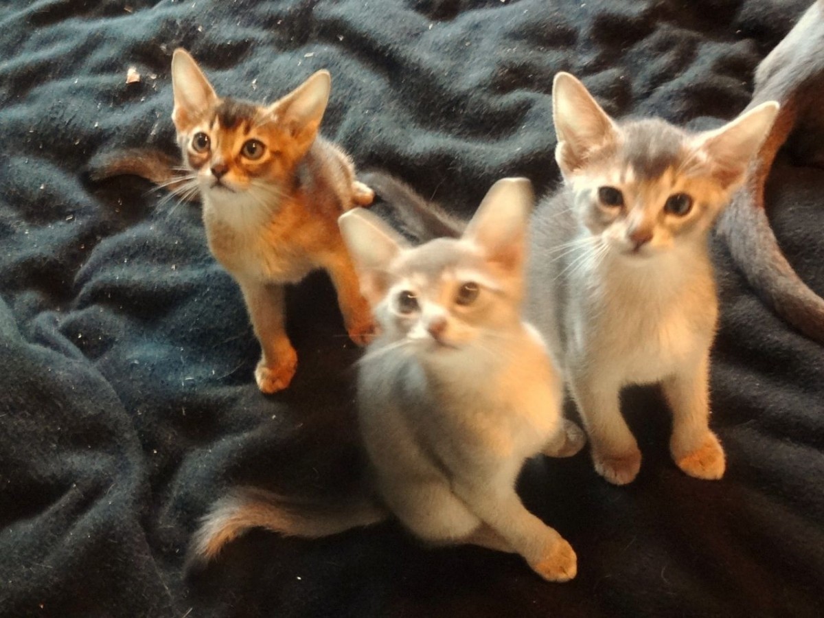 Abyssinian Cats For Sale Los Angeles, CA 161509