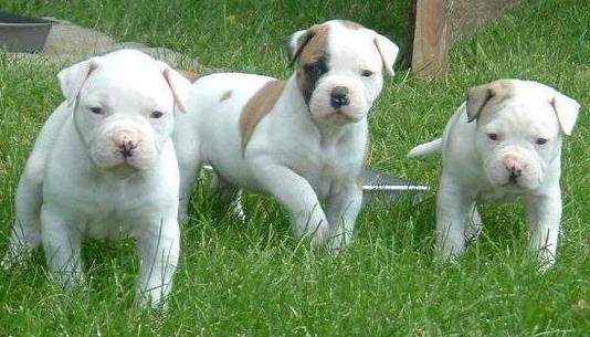 American Bulldog Puppies For Sale Saint Paul, MN 116821