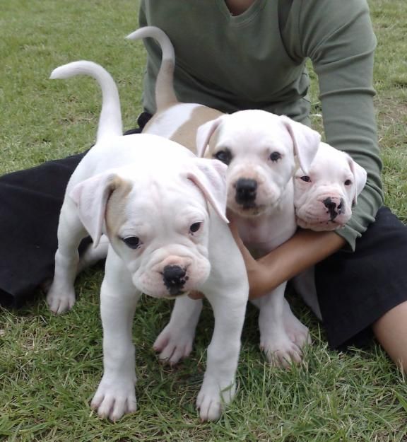 American Bulldog Puppies For Sale Tampa, FL 220250