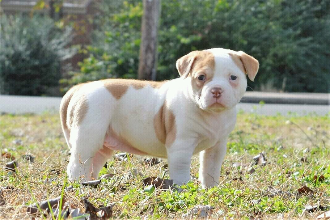 American Bulldog Puppies For Sale Fremont, CA 287357