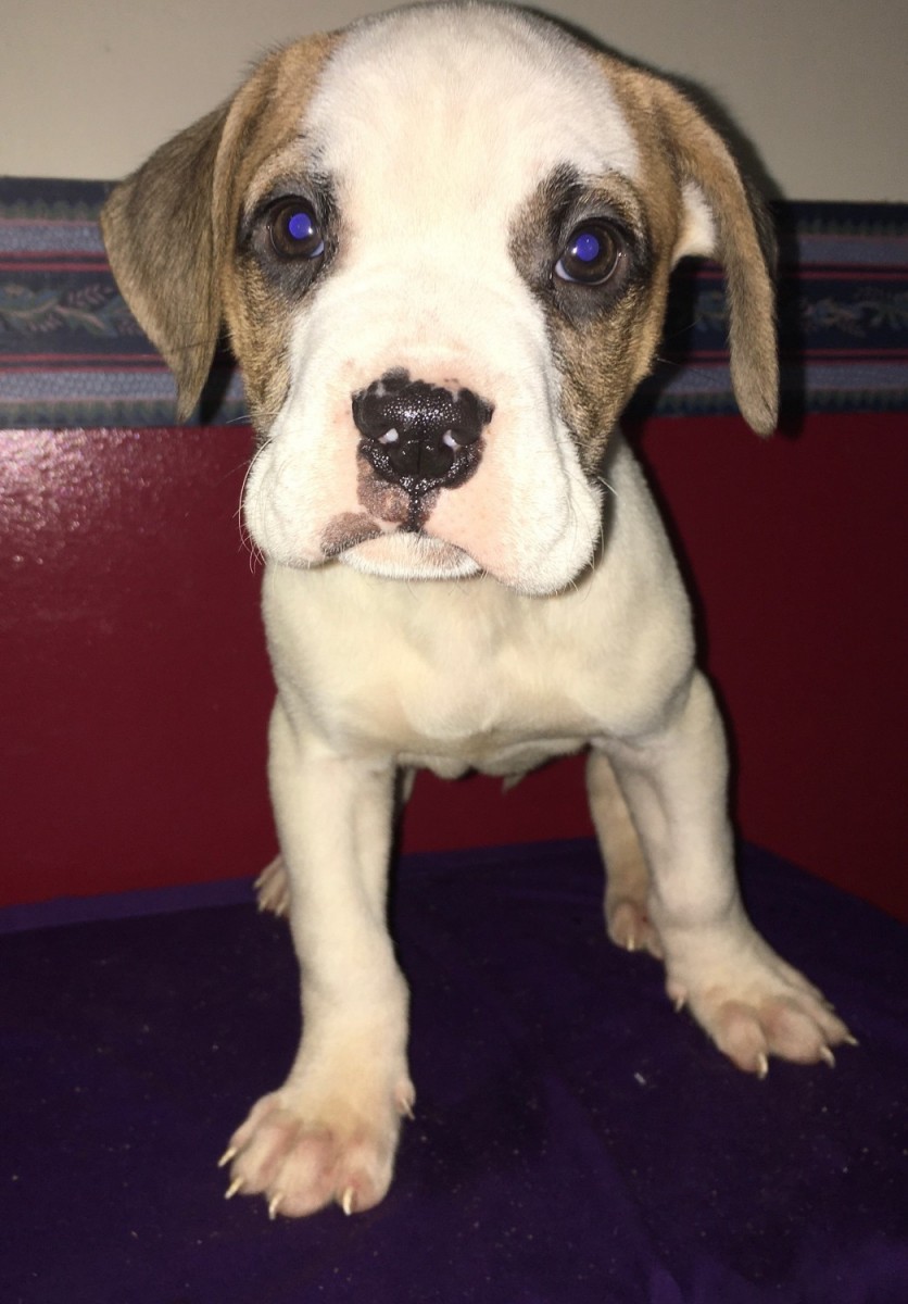 American Bulldog For Sale in North Carolina (25) Petzlover