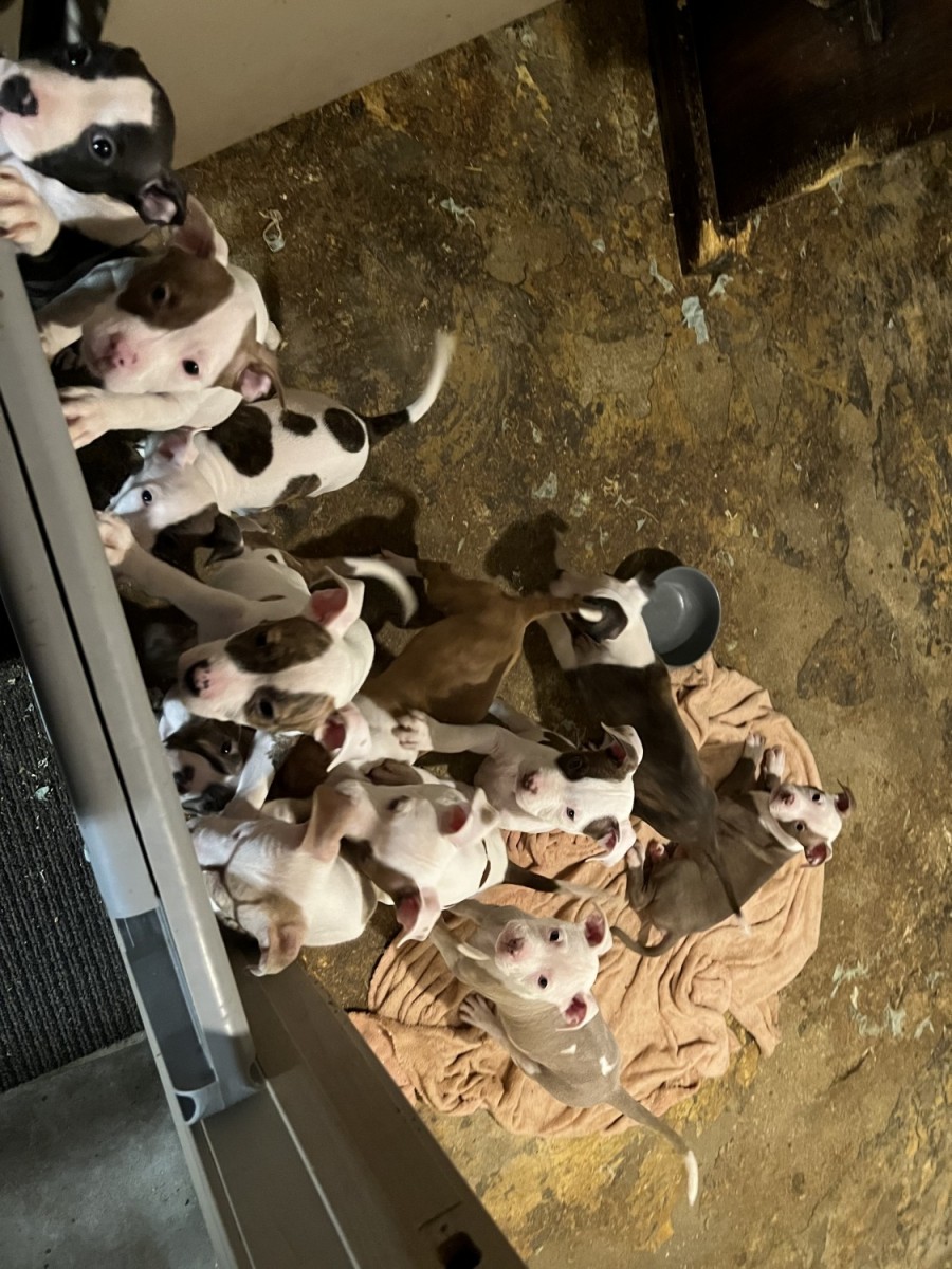 "American Bully" For Sale in Rhode Island (36) - Petzlover