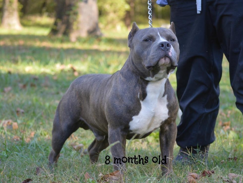 American Bully Puppies For Sale Shelby, NC 76457