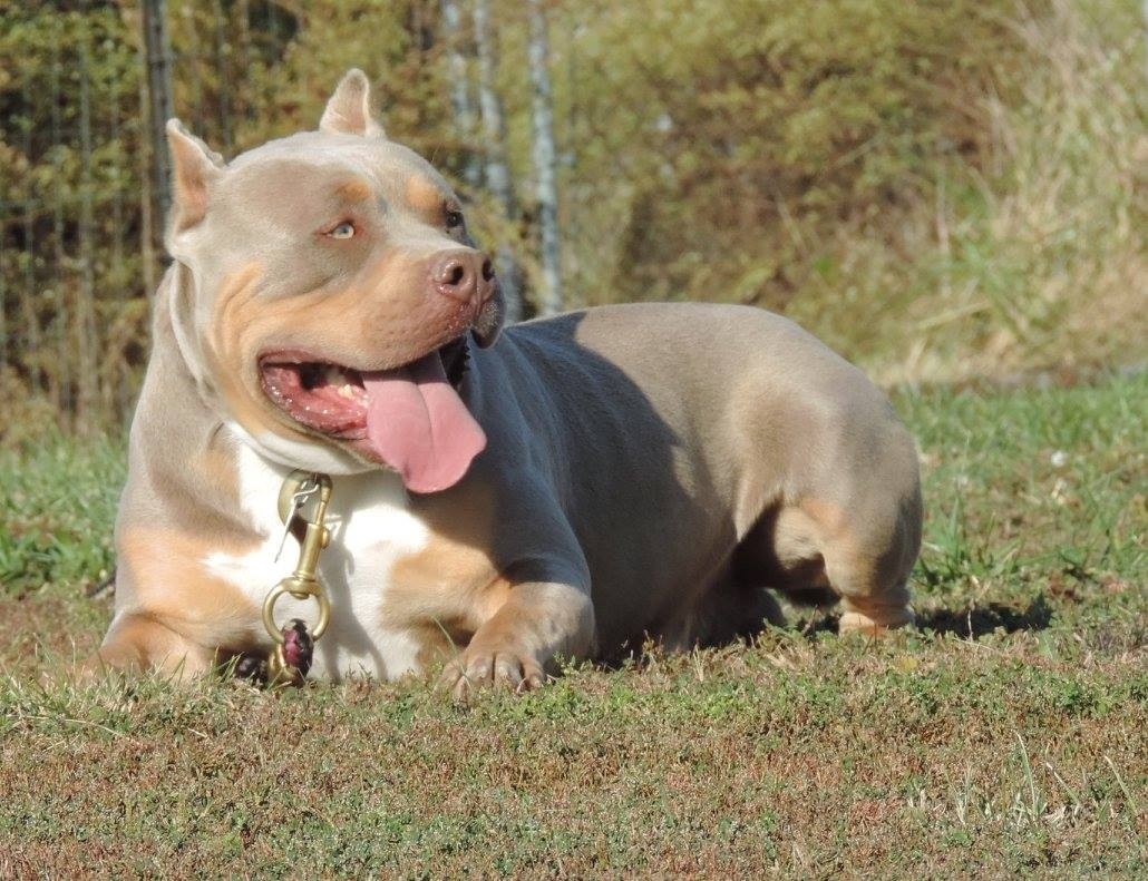American Bully Puppies For Sale | Cuyahoga Falls, OH #164354