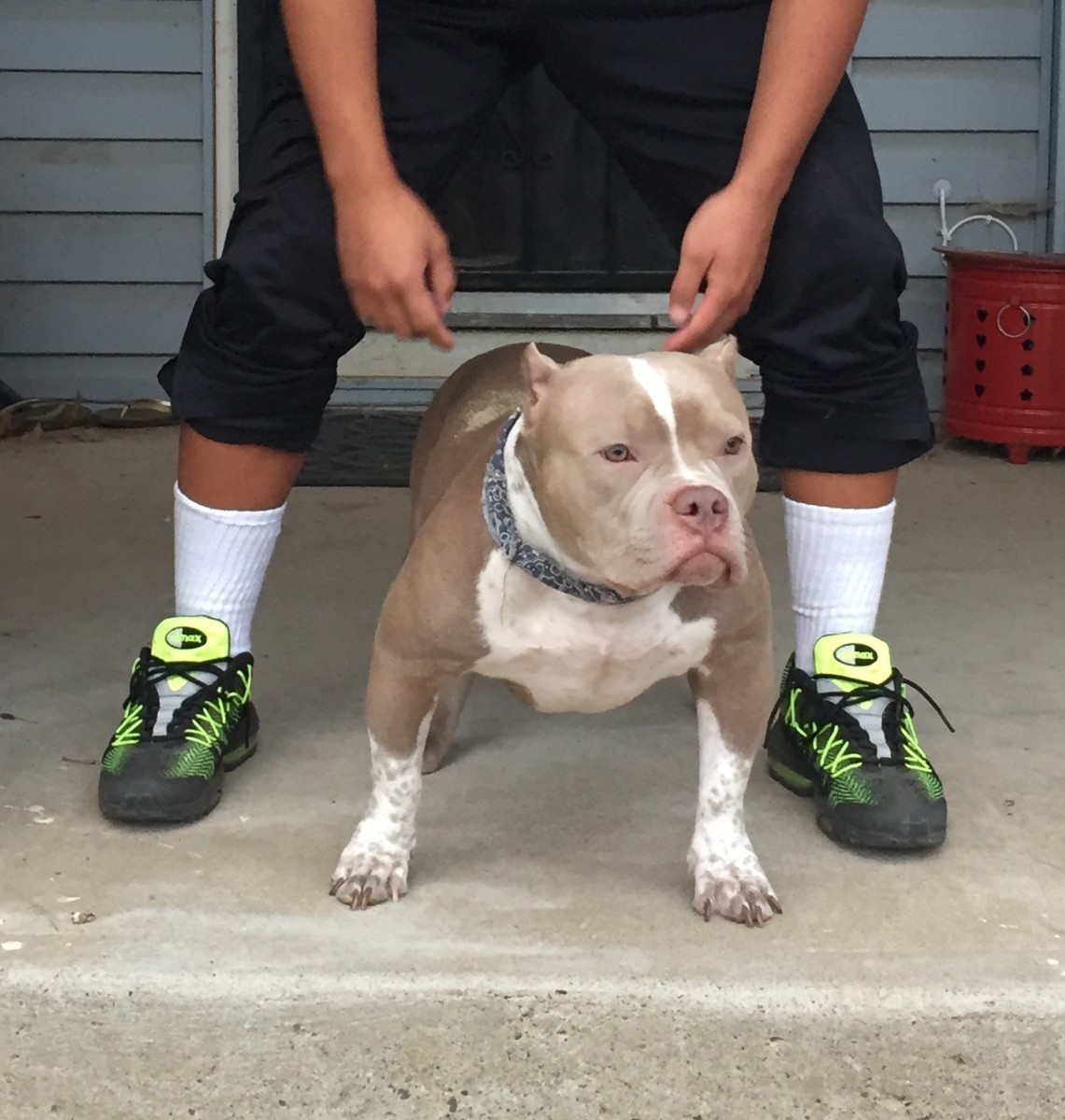 American Bully Puppies For Sale Elk Grove, CA 179510