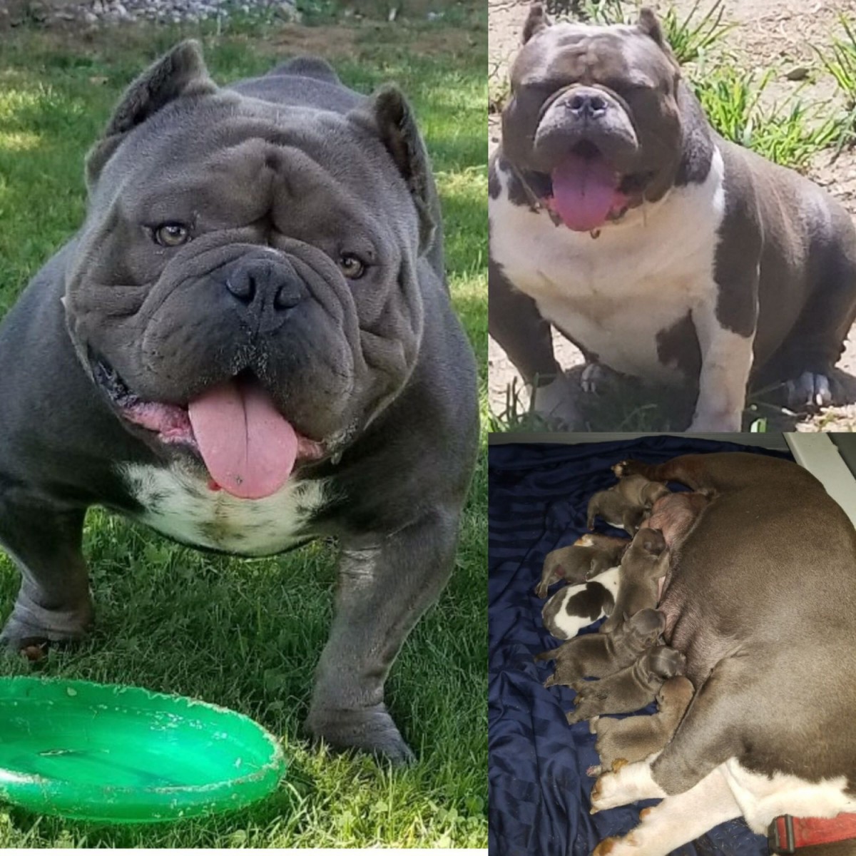American Bully Puppies For Sale Long Island, NY 246854