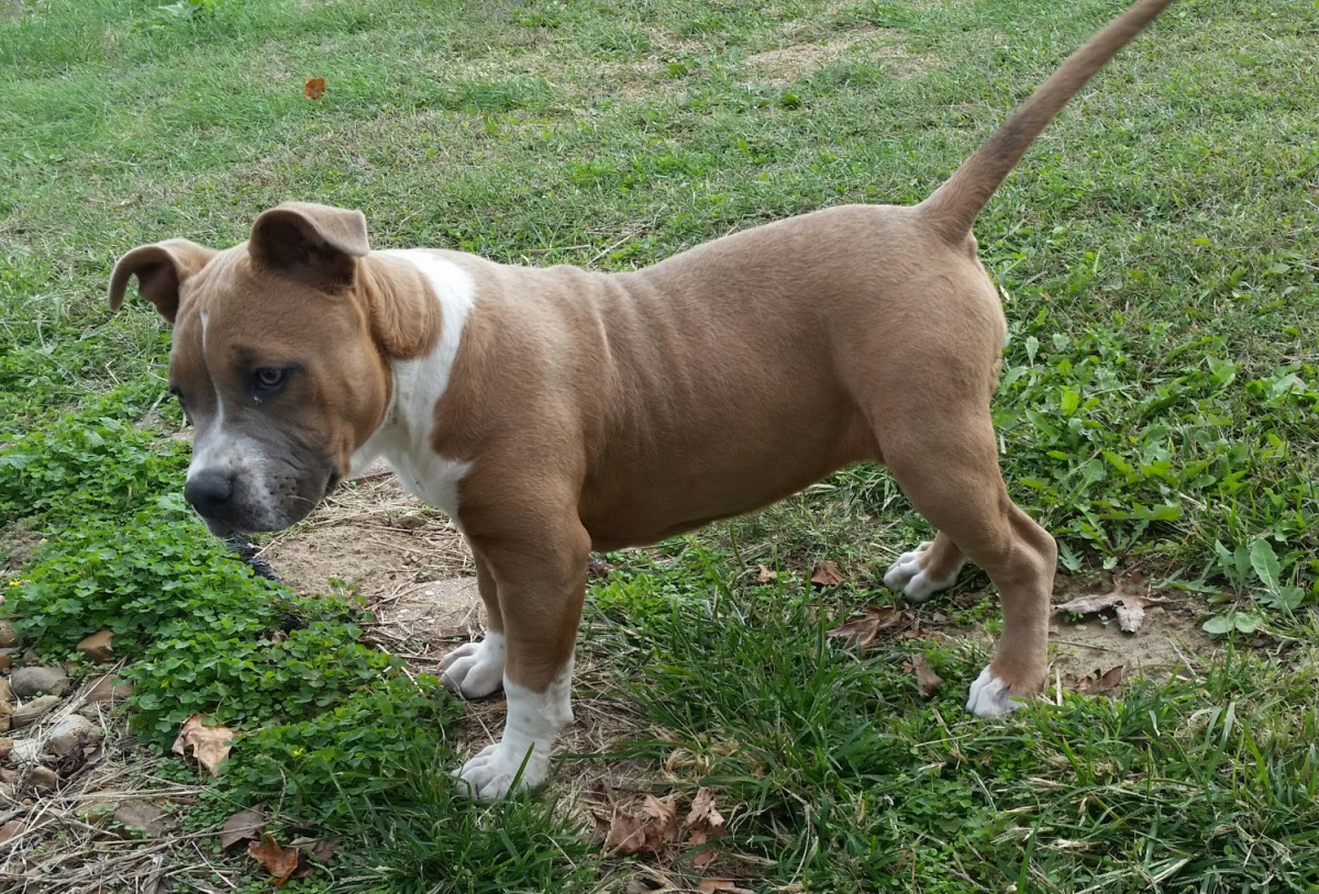 "American Bully" Puppies for sale in Vandalia, il from to...