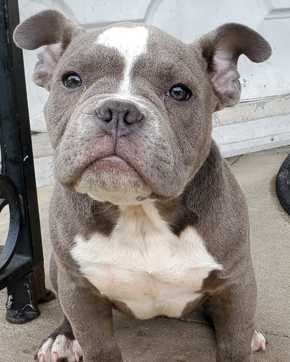 American Bully Puppies For Sale Bloomfield, NJ 300556