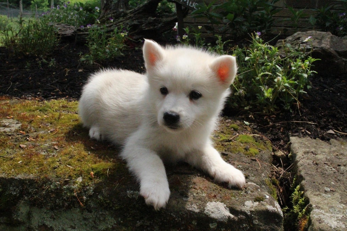 American Eskimo Dog Puppies For Sale | Spokane, WA #157260