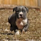 American Pit Bull Terrier - Houston, TX #121577 - Petzlover