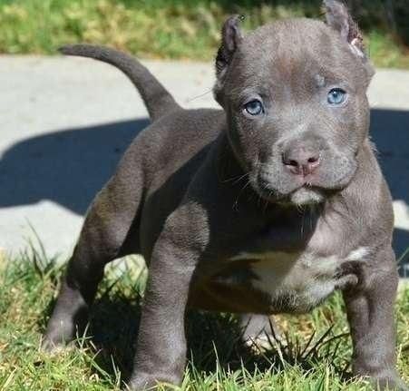 4 Pit bull Puppies for sale in virginia, ashland. 