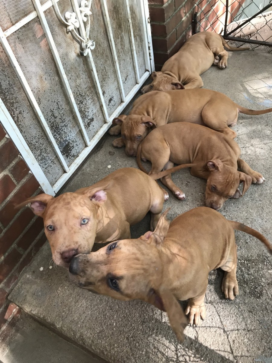 American Pit Bull Terrier Puppies For Sale Forest Park
