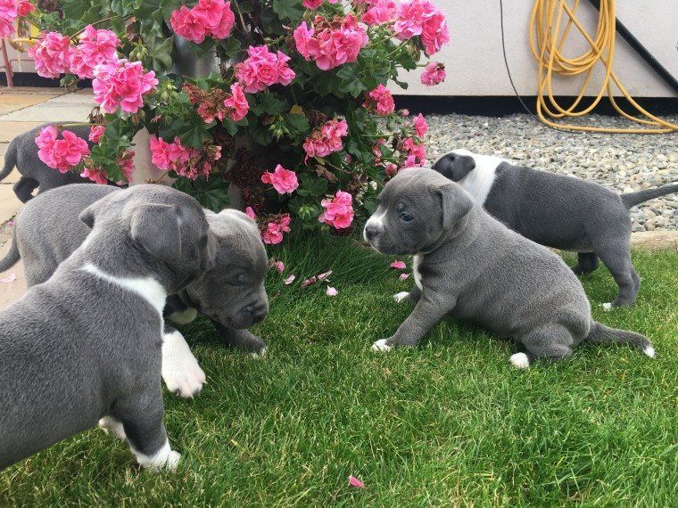 American Pit Bull Terrier Puppies For Sale Miami, FL 257266
