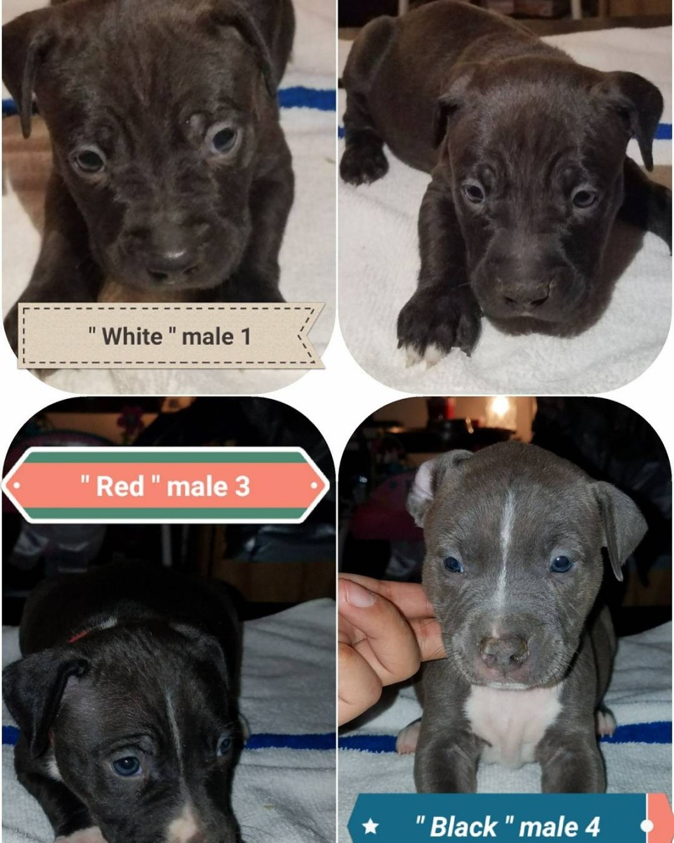 American Pit Bull Terrier Puppies For Sale Glendale