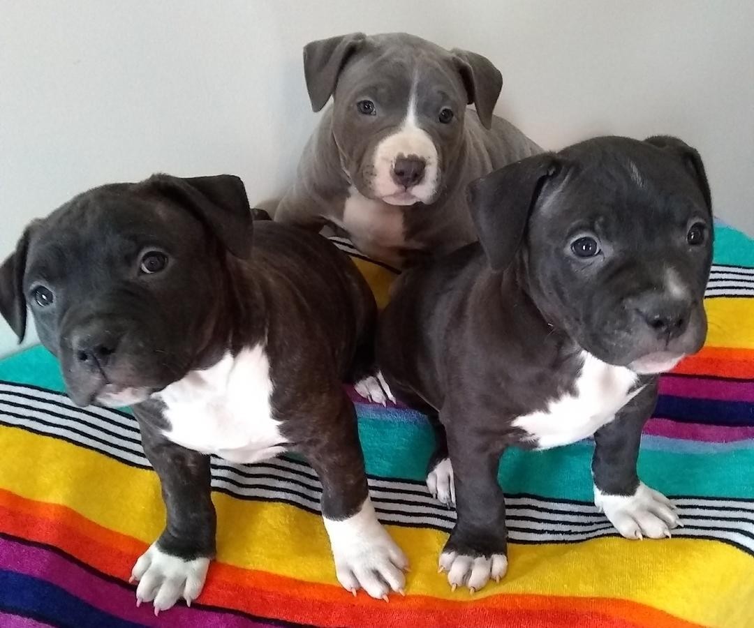 American Pit Bull Terrier Puppies For Sale Jackson, MS