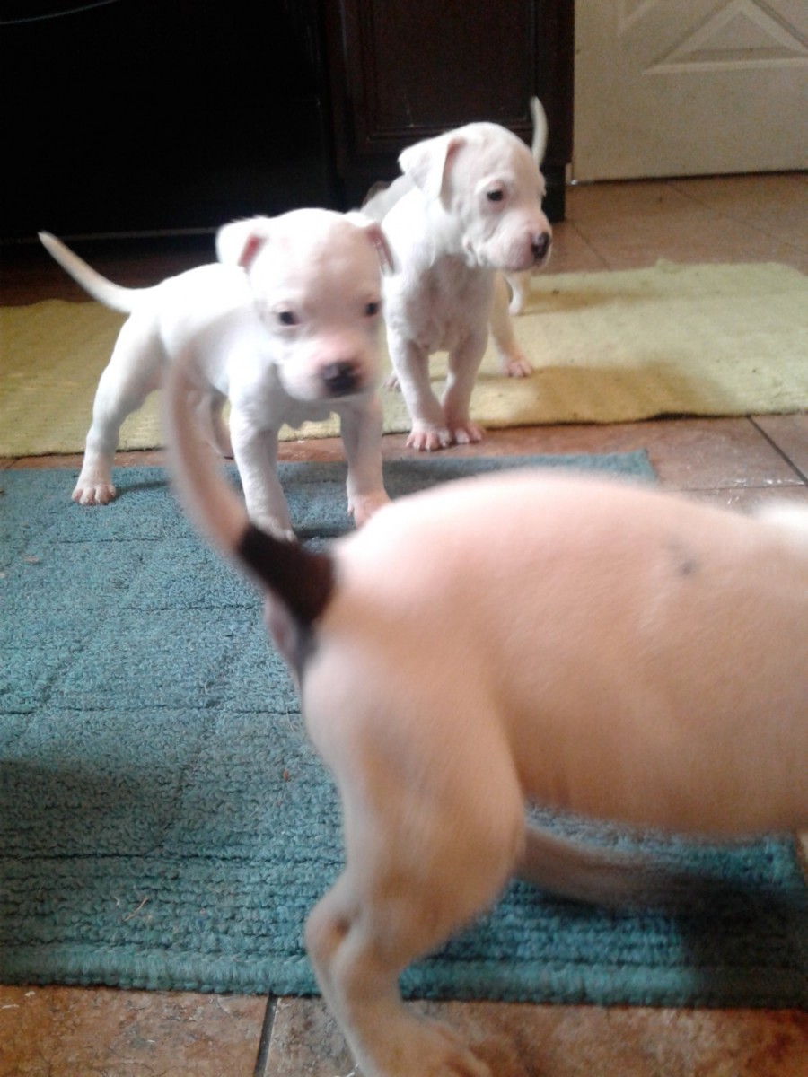 American Pit Bull Terrier Puppies For Sale Saint Louis