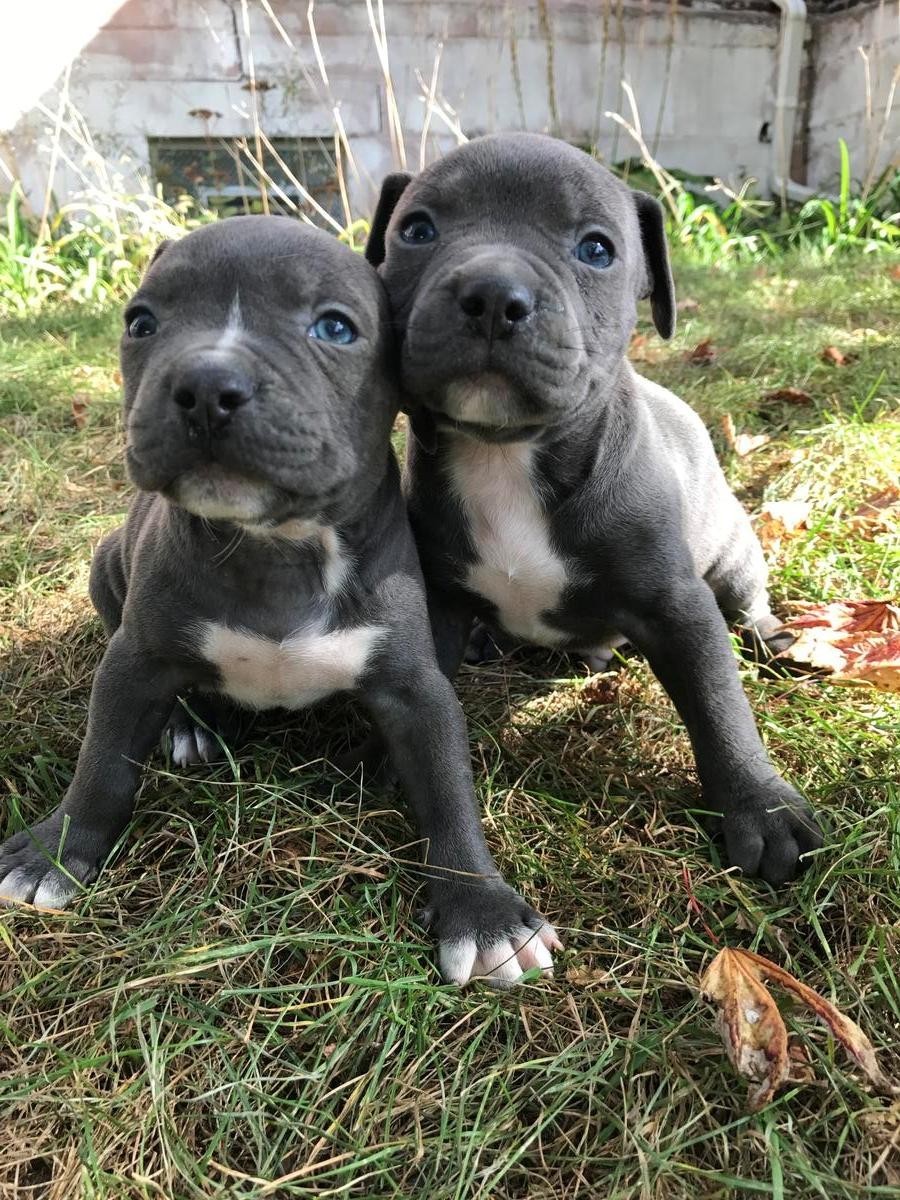 American Pit Bull Terrier Puppies For Sale Louisville