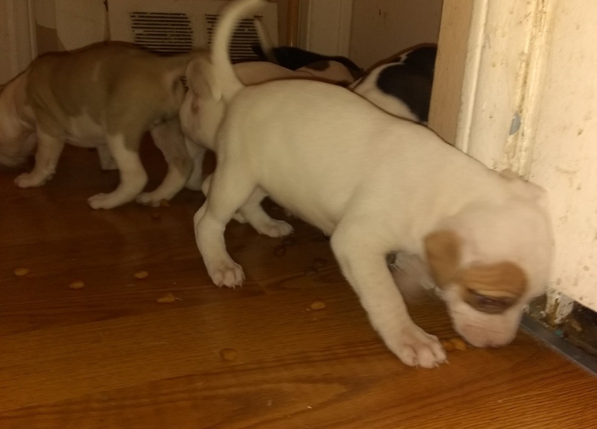 Pitbull Puppies For Sale In Detroit Michigan