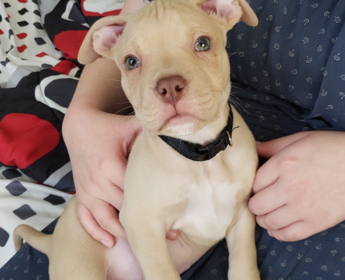 American Pit Bull Terrier Puppies For Sale Midland, NC