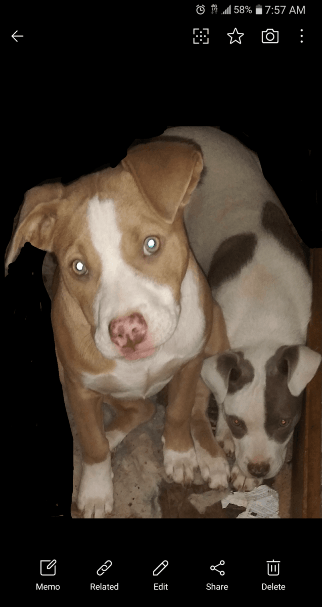 American Pit Bull Terrier Puppies For Sale Saginaw, MI