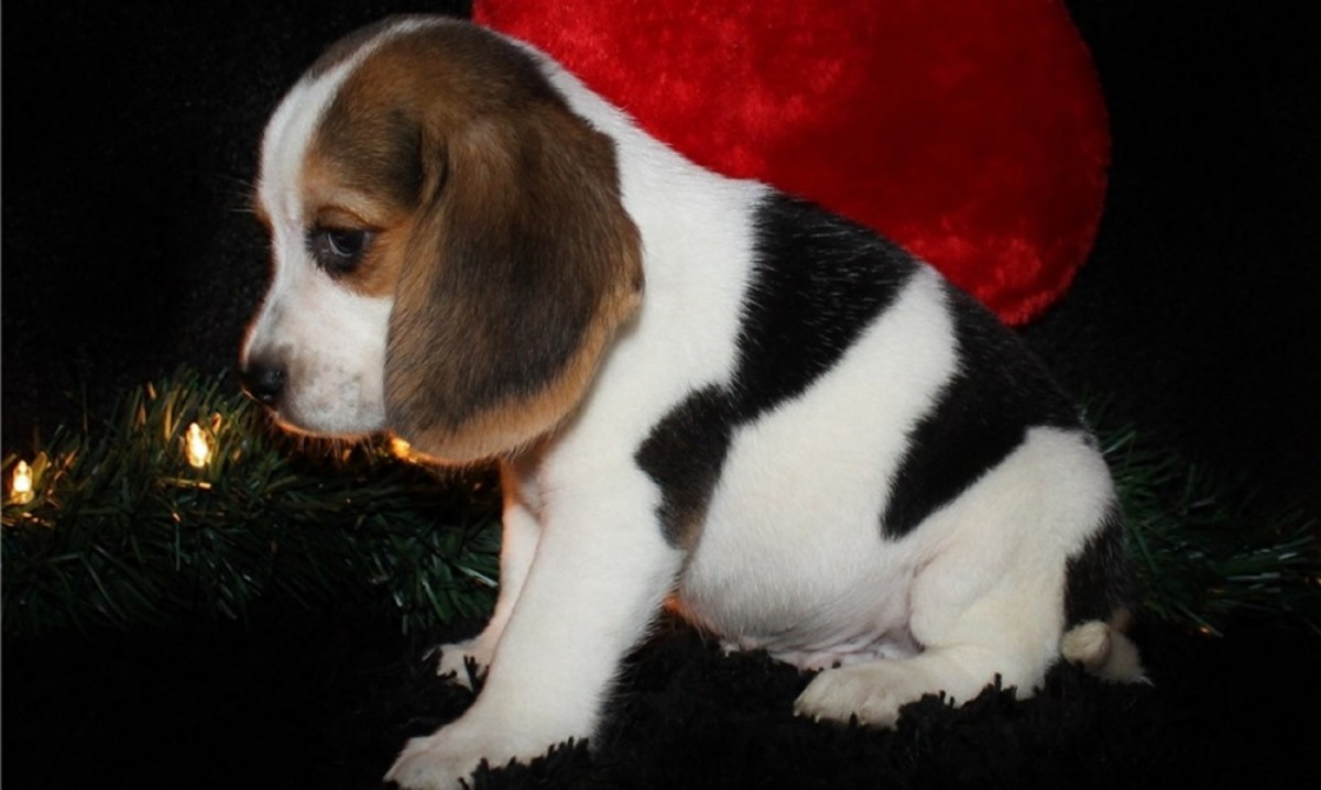 Beagle Puppies For Sale Atlanta, GA 175507 Petzlover
