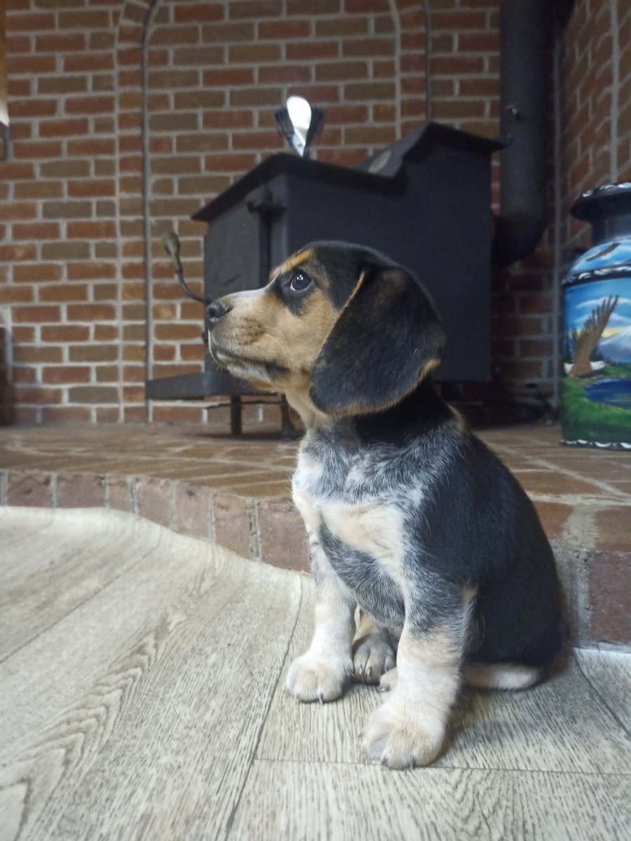 Beagle Puppies For Sale | New Bloomfield, PA #338053