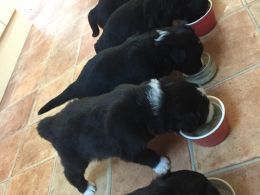 Bearded Collie Puppies For Sale | Dublin, OH #186856