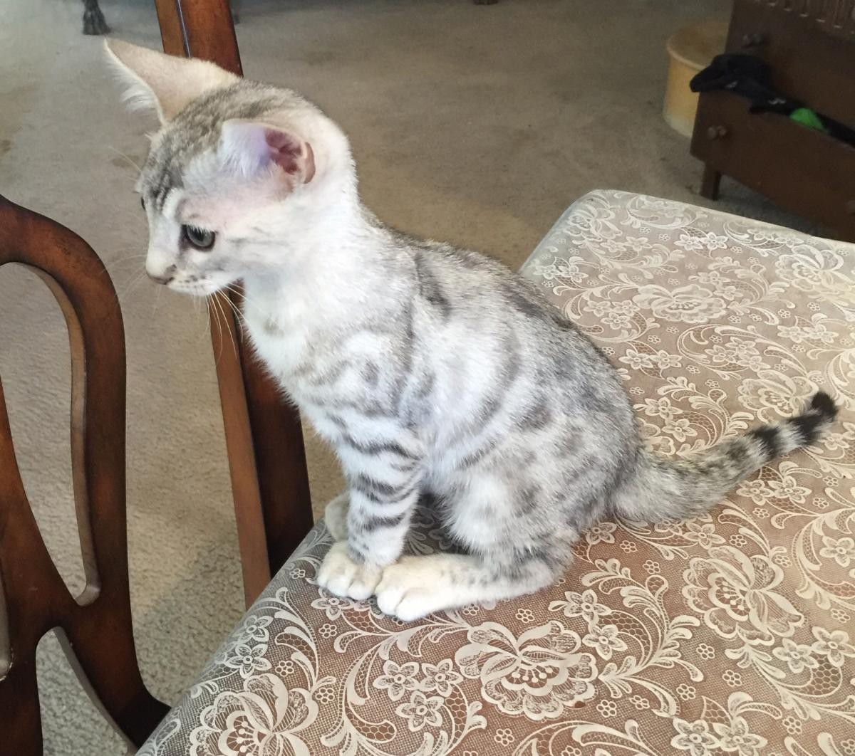 Bengal Cats For Sale North Las Vegas, NV 135097