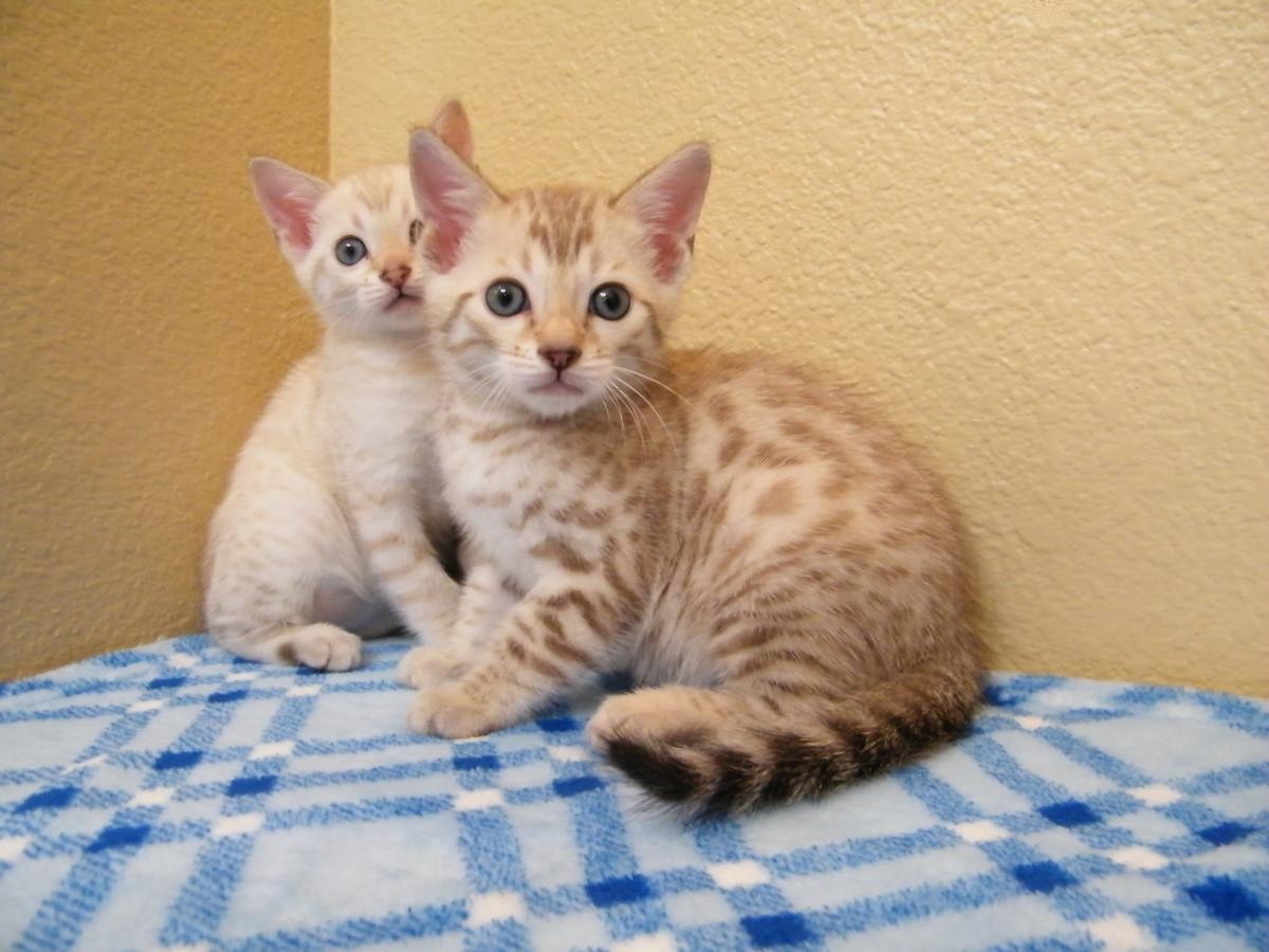 Bengal Cats For Sale San Diego, CA 136430 Petzlover