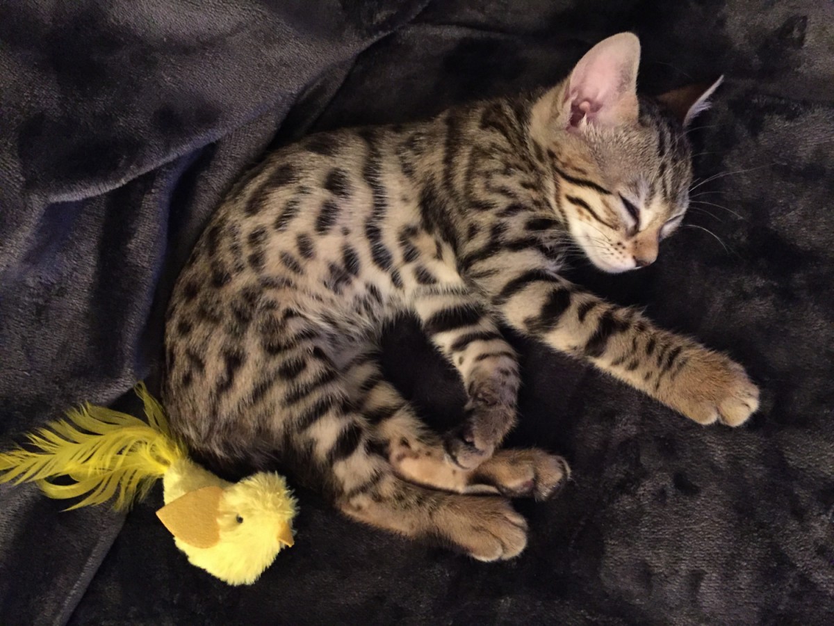 Bengal Cat For Sale Malaysia / Bengal Kittens FOR SALE ADOPTION from