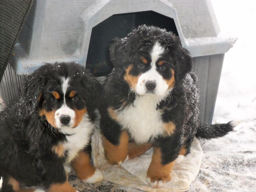 Bernese Mountain Dog Puppies For Sale Madison, WI 65149