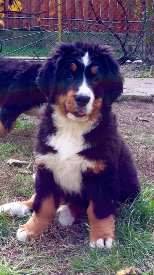 Bernese Mountain Dog Puppies For Sale St. Louis, MO 110230