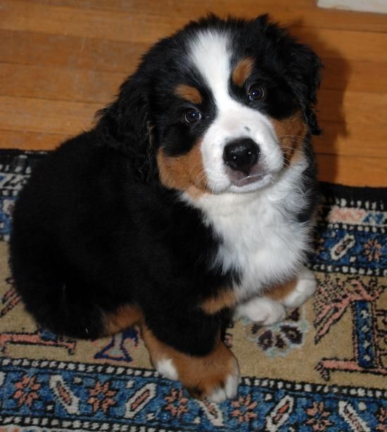 Bernese Mountain Dog Puppies For Sale Austin, TX 118311