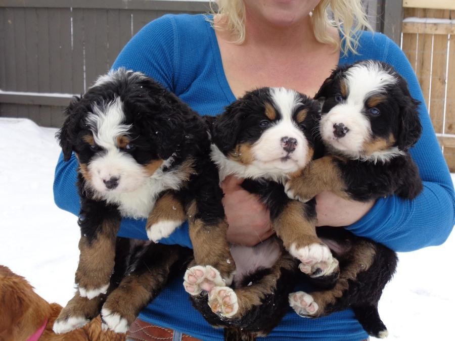 Bernese Mountain Dog Puppies For Sale Nashville, TN 150698