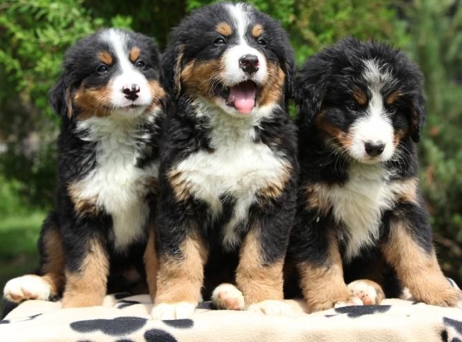 Bernese Mountain Dog Puppies For Sale McAllen, TX 153923