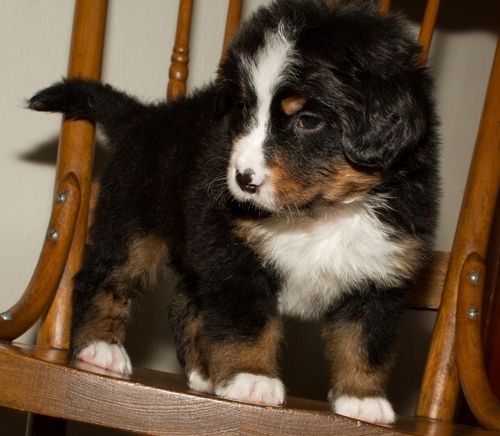 Bernese Mountain Dog Puppies For Sale San Diego, CA 158746
