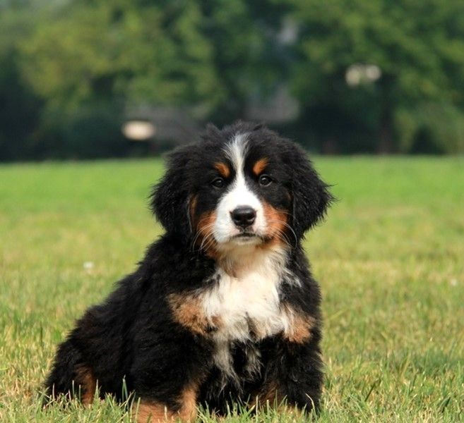 2 Bernese Mountain Dog For Sale in Florida (16)