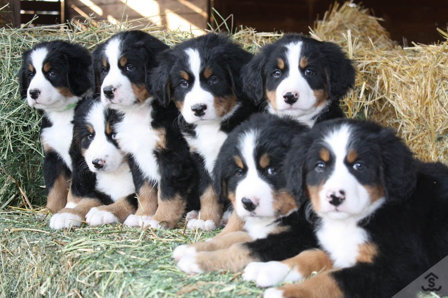 Bernese Mountain Dog Puppies For Sale Scottsdale, AZ 257922