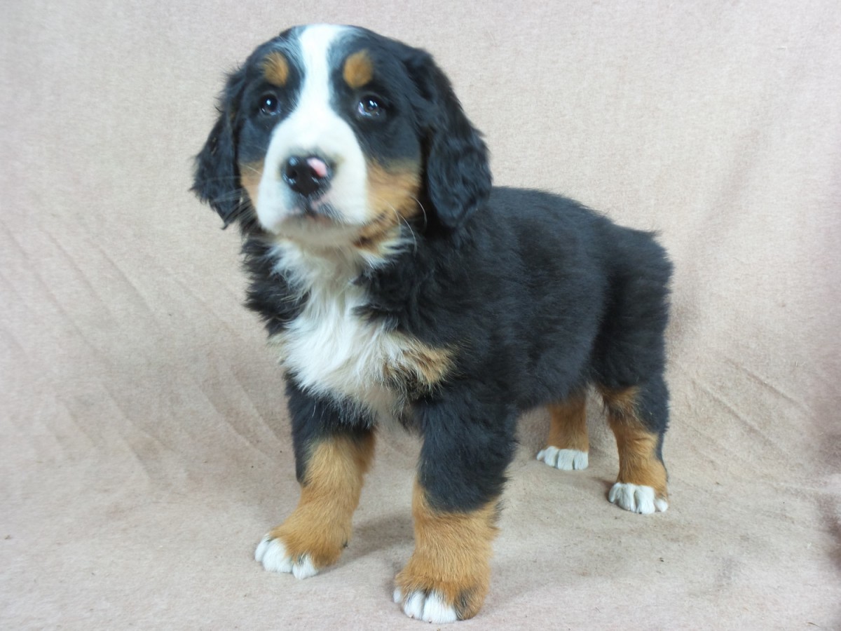 Bernese Mountain Dog Puppies For Sale Iowa 22, IA 258692