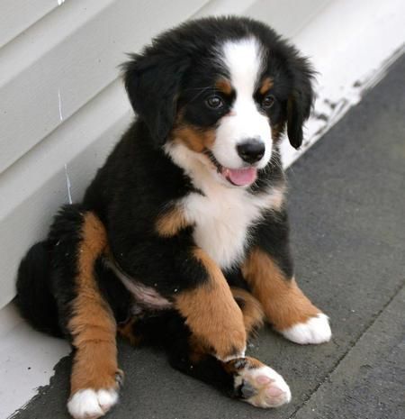 Bernese Mountain Dog For Sale in Texas (35) | Petzlover